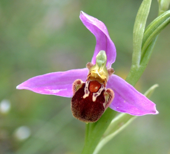 ophrys apifera